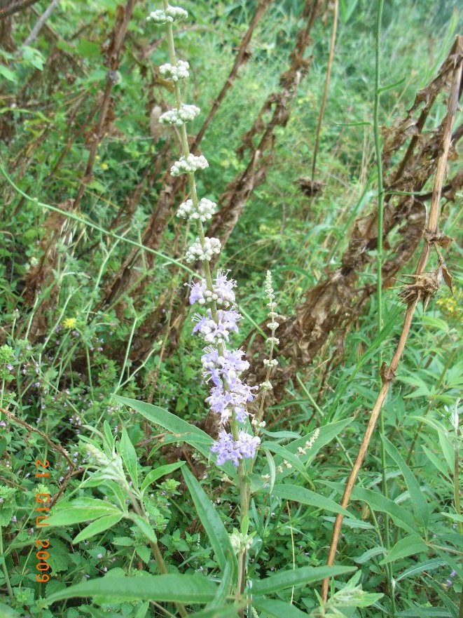 Vitex agnus-castus / Agnocasto
